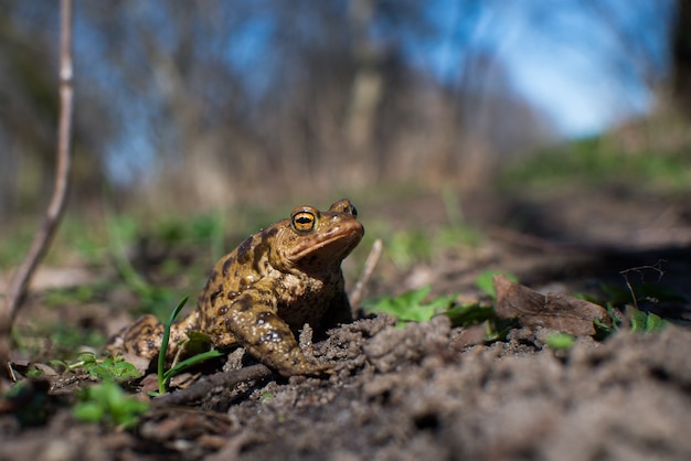 Nahaufnahme auf gemeinsamen Frosch im Wald, Europa