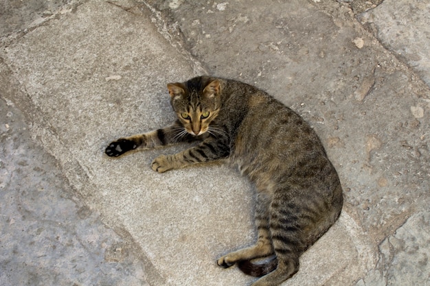 Nahaufnahme auf grauer Katze auf den grauen Steinen des Bürgersteigs. Kotor. Montenegro.