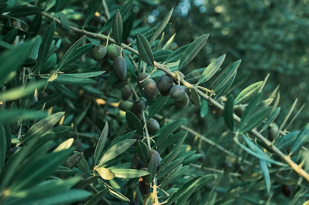 Nahaufnahme auf grünen Oliven auf einer selektiven Fokushintergrundidee des Olivenbaums für die Werbung für Öl oder landwirtschaftliche Produkte