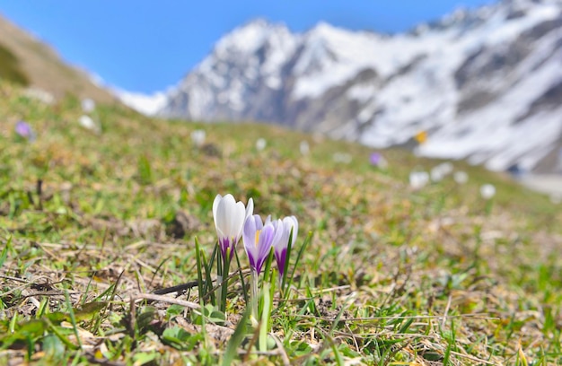 Nahaufnahme auf hübschem Krokus, der im Frühling auf einer Almwiese mit weißem Berghintergrund blüht