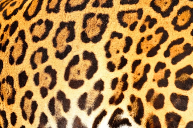 Nahaufnahme auf Jaguar Animal Print Haut