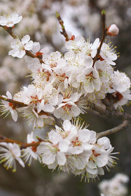 Nahaufnahme auf Kirschzweigen mit weißen Blüten auf unscharfem Hintergrund vertikal.