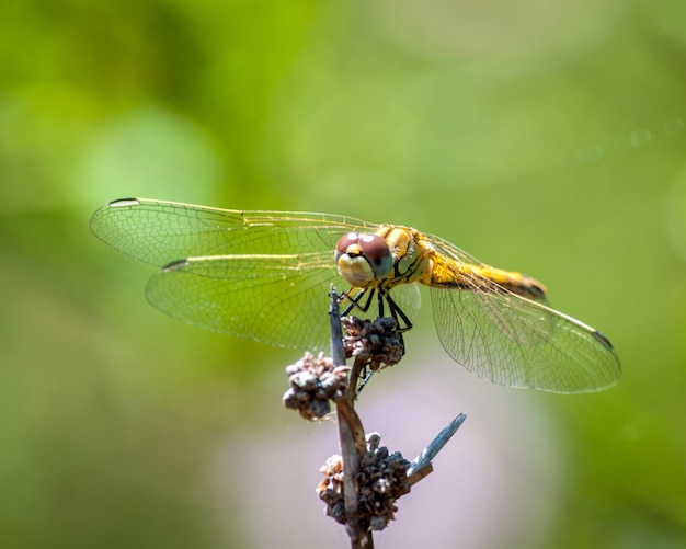 Nahaufnahme auf Libelle