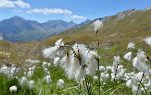 Nahaufnahme auf Linaigrette blüht Wollgras auf einer Wiese und im Hintergrund der felsigen Berge in den europäischen Alpen