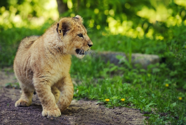 Nahaufnahme auf niedlichen Löwenbaby im Zoo