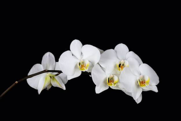 Nahaufnahme auf Orchideenblumenzweig isoliert