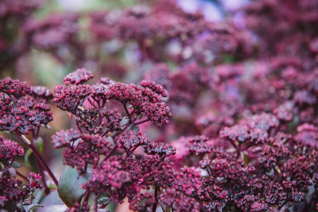 Nahaufnahme auf rote Blüten von Crassulaceae