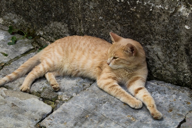 Nahaufnahme auf roter Katze auf den Steinen des Bürgersteigs. Kotor. Montenegro.