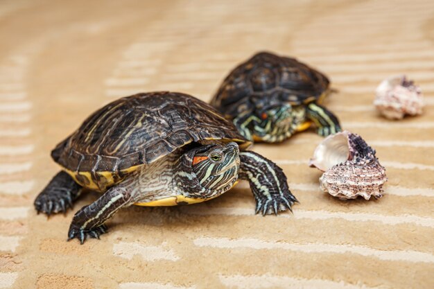 Nahaufnahme auf Rubeared Schildkröte kriechen