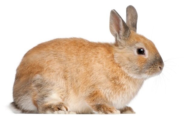 Nahaufnahme auf schönem Kaninchen isoliert