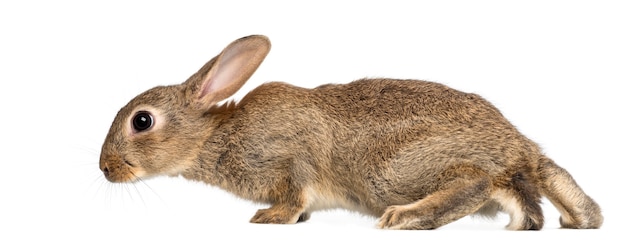 Nahaufnahme auf schönem Kaninchen isoliert
