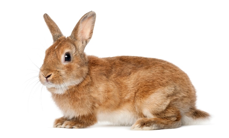 Foto nahaufnahme auf schönem kaninchen isoliert