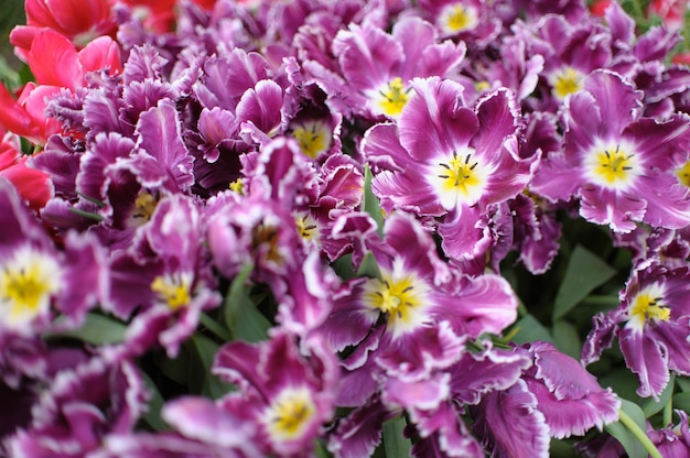 Nahaufnahme auf schönen blühenden Tulpen