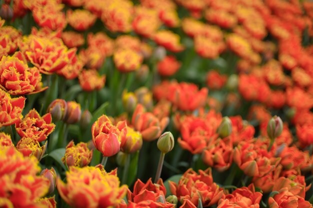 Nahaufnahme auf schönen blühenden Tulpen