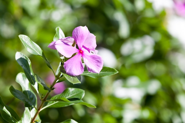 Nahaufnahme auf schönen exotischen Blumen