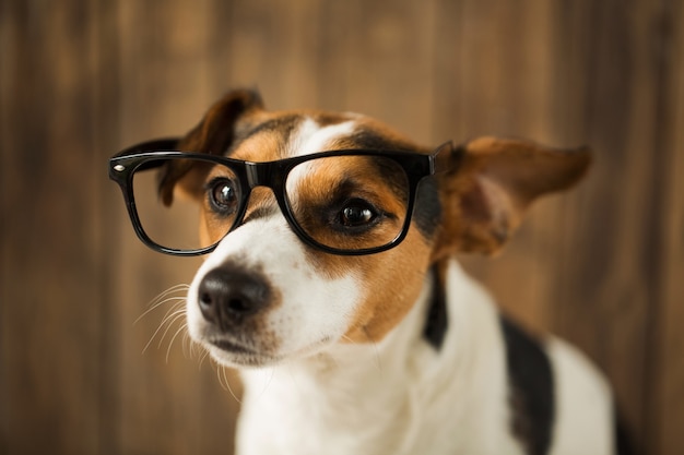 Foto nahaufnahme auf schönen hund jack russell