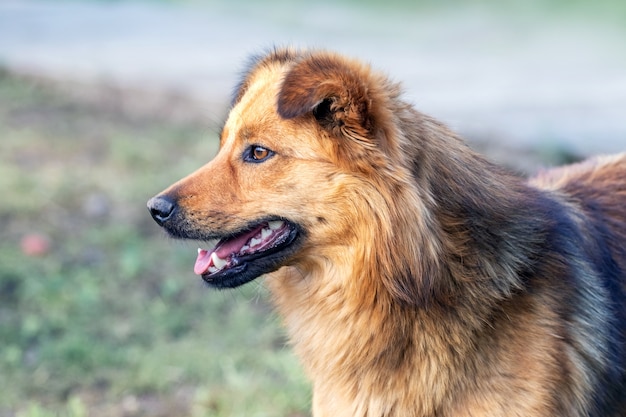 Nahaufnahme auf schönen niedlichen zotteligen Hund