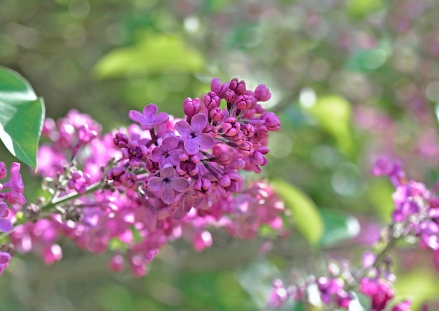 Nahaufnahme auf schönen rosa Blumen eines Fliederbaums, der in einem Garten blüht