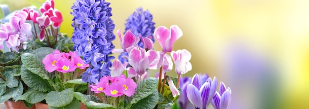 Nahaufnahme auf schönen rosa und violetten Frühlingsblumen, die auf gelbem Hintergrund in Panoramablick blühen