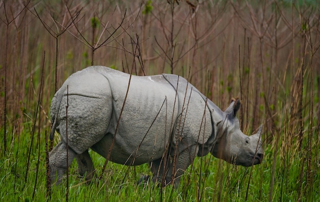 Nahaufnahme auf schönes Nashorn in der Natur