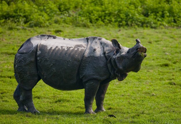 Nahaufnahme auf schönes Nashorn in der Natur