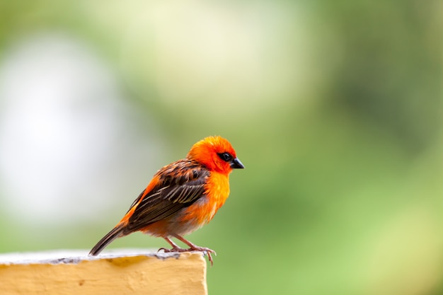 Nahaufnahme auf Seitenansicht des kleinen stehenden Vogels