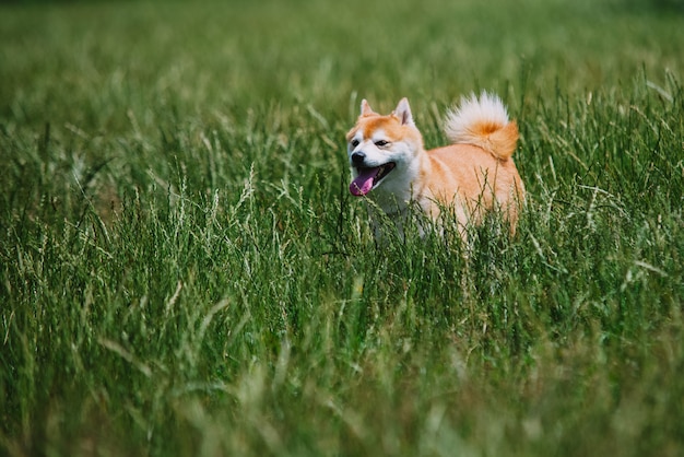 Nahaufnahme auf Shiba Inu Hund auf Gras