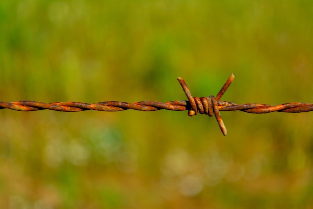 Nahaufnahme auf Stacheldraht