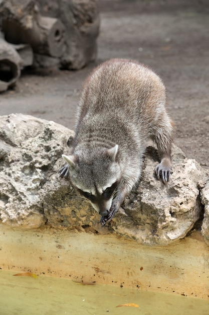 Nahaufnahme auf Waschbär sitzen und aufmerksam starren