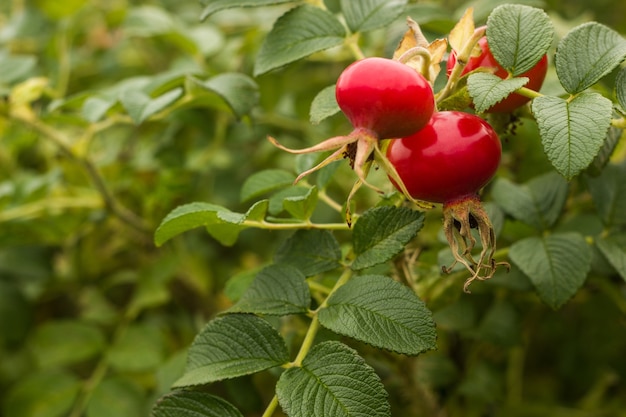 Nahaufnahme auf wilde Heckenrose-Büsche