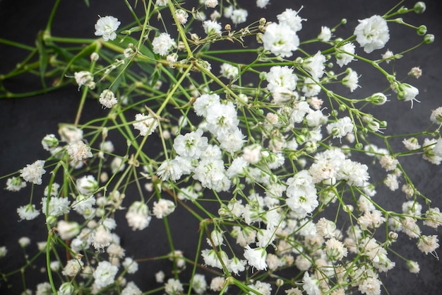 Nahaufnahme Babys Atem Blumen auf dunklem Hintergrund