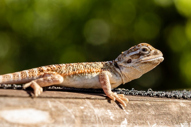 Nahaufnahme beim Sonnenbaden in Pogona