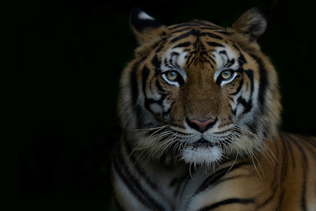 Nahaufnahme Bengal-Tiger und schwarzer Hintergrund