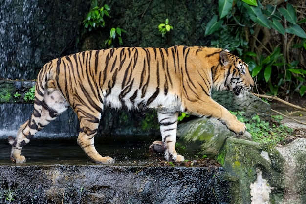 Nahaufnahme bengalischer Tiger ist schönes Tier und gefährlich im Wald