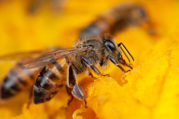 Nahaufnahme Biene, die Pollen von der Blume extrahiert