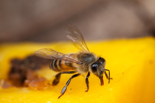 Nahaufnahme Biene, die Pollen von der Blume extrahiert