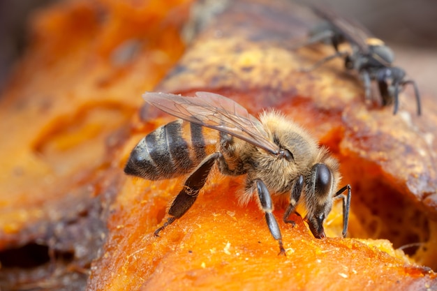 Nahaufnahme Biene, die Pollen von der Blume extrahiert