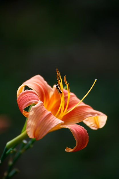 Nahaufnahme Biene sammelt Pollen von Lilienblume