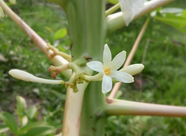 Nahaufnahme Bild der Blume von Papaya oder Papaya oder Carica Papaya