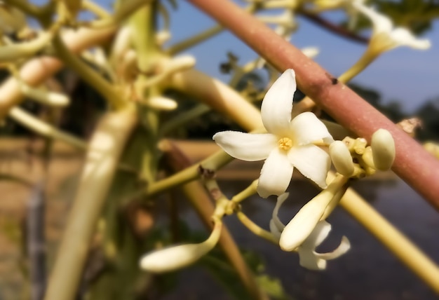 Nahaufnahme Bild der Blume von Papaya oder Papaya oder Papaya (Carica Papaya), Pepe. Caricaceae