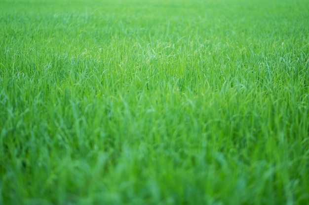 Nahaufnahme Bild des Reisfeldes in der grünen Jahreszeit