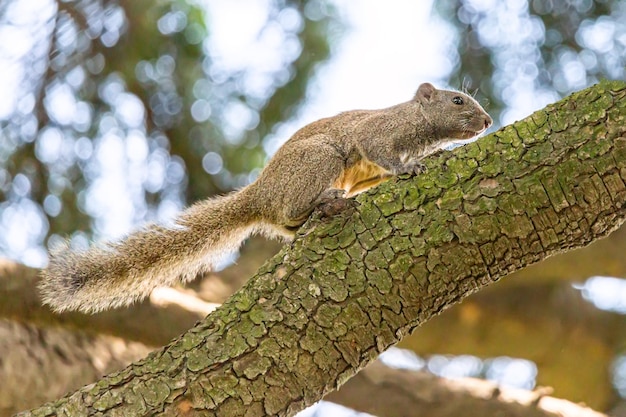 Nahaufnahme Bild von Eichhörnchen auf dem Baum.