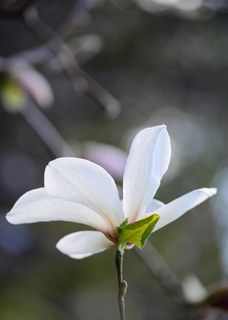 Nahaufnahme Bild von Magnolienblüten, die in einem Frühling blühen. Hipster gefiltertes Squere-Foto mit rundem Bokeh-Hintergrund.