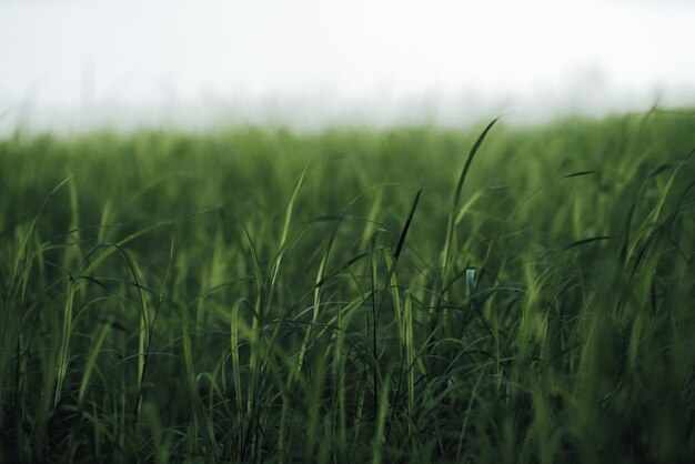 Nahaufnahme Blätter der grünen Wiese