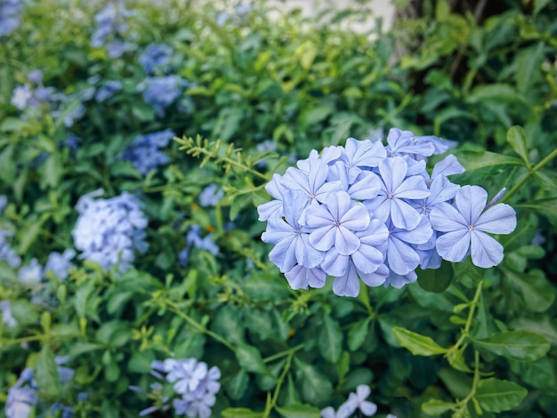 Nahaufnahme blau blühende Pflanzen im Busch