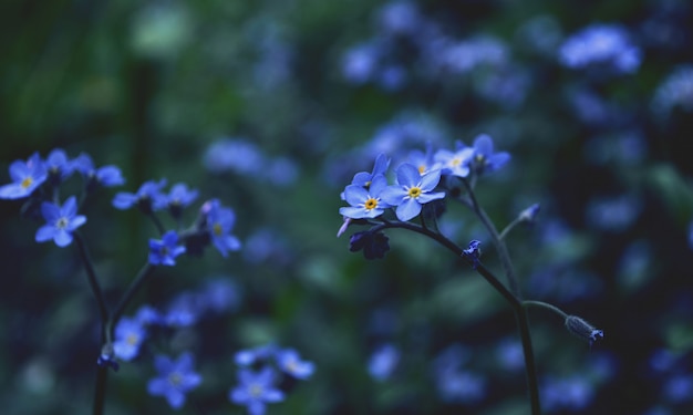 Nahaufnahme blau vergiss mich nicht Blumen