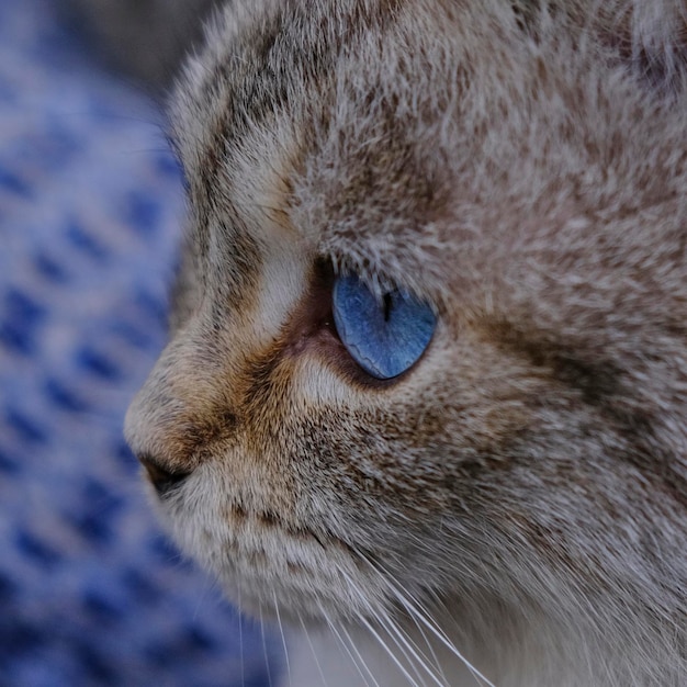 Nahaufnahme blauäugige Katze. Makro