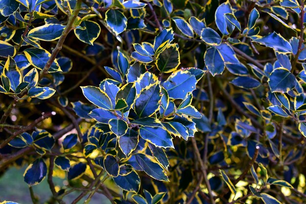 Foto nahaufnahme blauer blüten