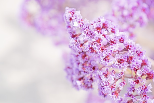 Foto nahaufnahme blühende lila violette blume mit kopienraum - abstrakter hintergrund, blumenhintergrund und schönes detail