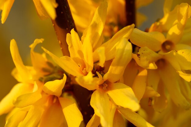 Nahaufnahme blühender gelber Blumen im Frühlingsbaumast mit heller Blütensommerzeit